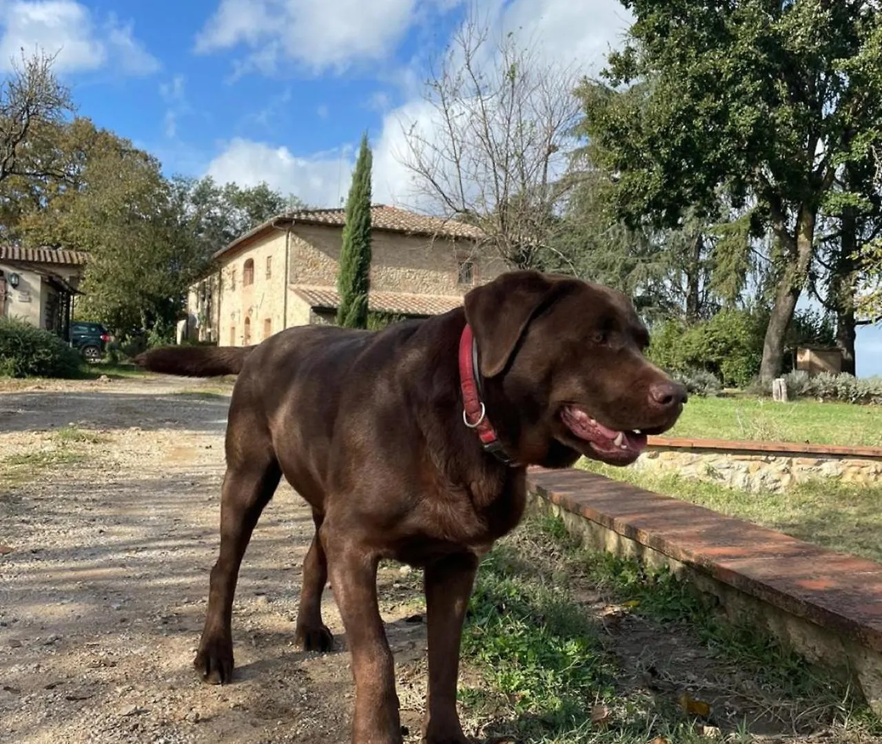 Agriturismo La Segolina Colle di Val d'Elsa Feriegård
