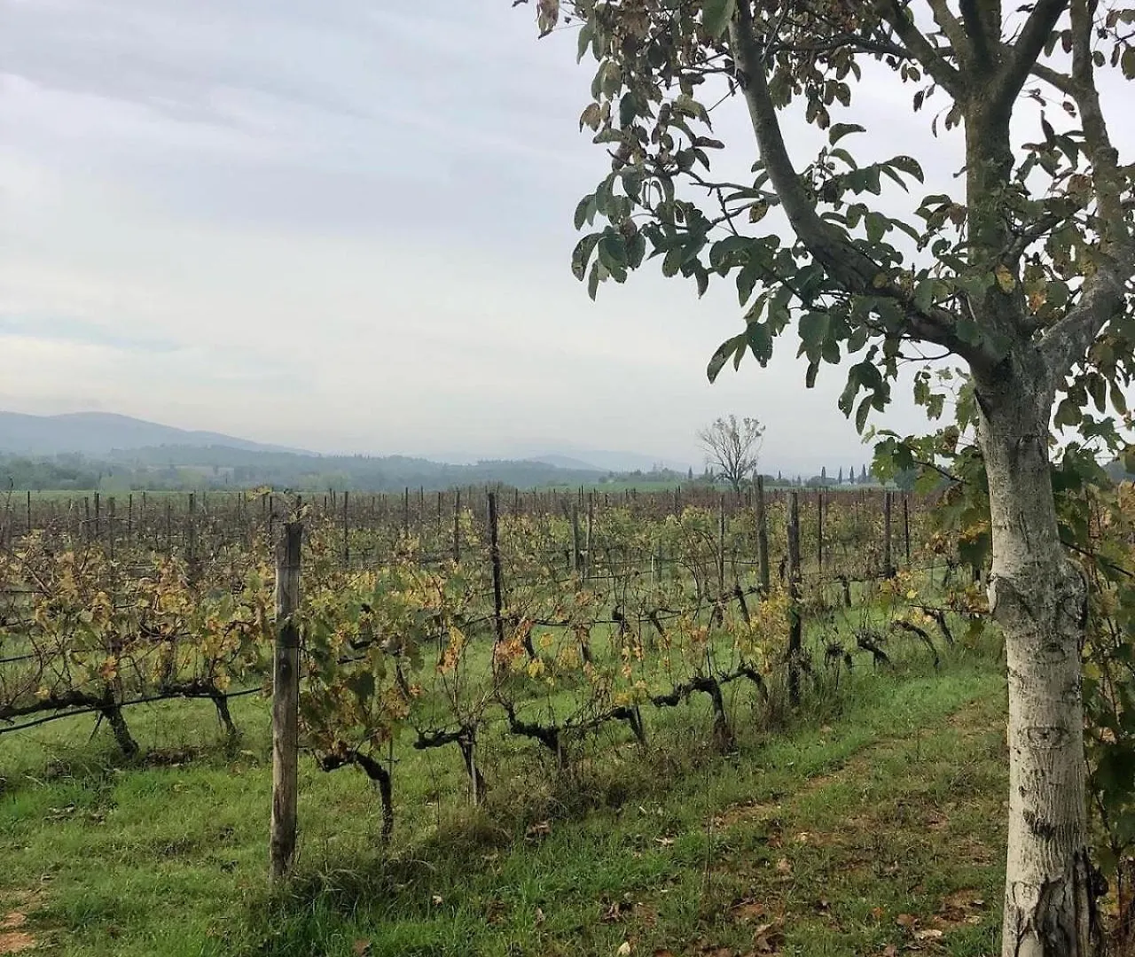 Feriegård Agriturismo La Segolina Colle di Val d'Elsa