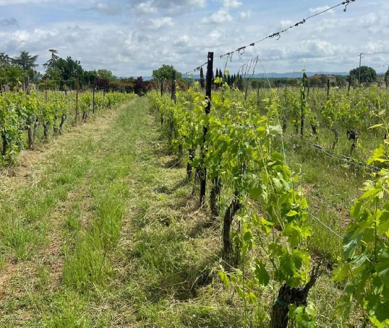 Agriturismo La Segolina Colle di Val d'Elsa